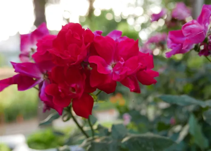 Cascina Tornara, Ritorno Alle Origini Monferrine * Ozzano Monferrato